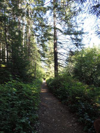 Sayward Forest Canoe Route